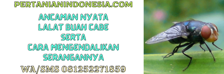 ancaman,nyata,lalat buah,cabe,pertanian indonesia